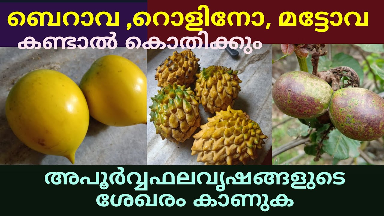 ബെറാവ/റൊളിനോ/ മട്ടോവ/ വിദേശപഴങ്ങളുടെ കൊല്ലത്തെ തോട്ടം | Orchard of Exotic Fruits @ Kollam | Ep#03