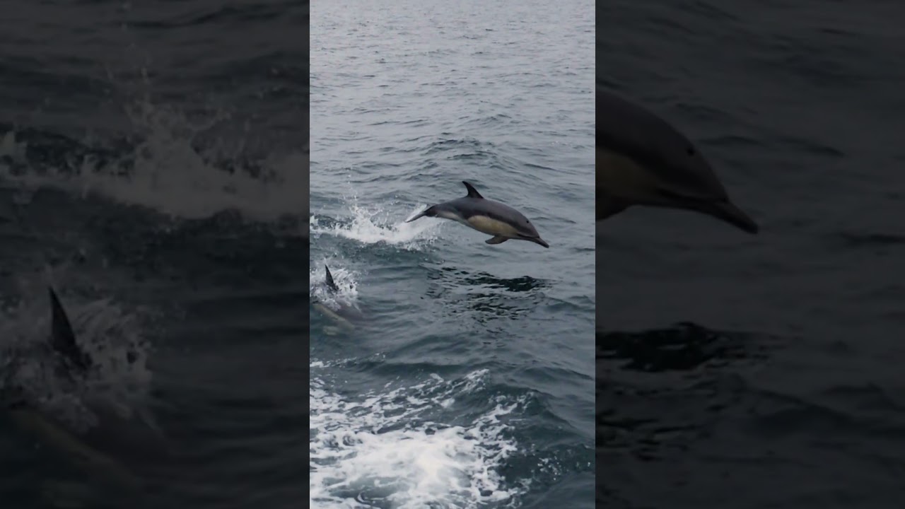 Common Dolphins