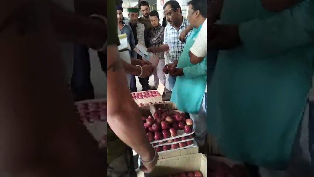 23/07/22 apple sale solan Mandi best apple 🍎🍎🍎