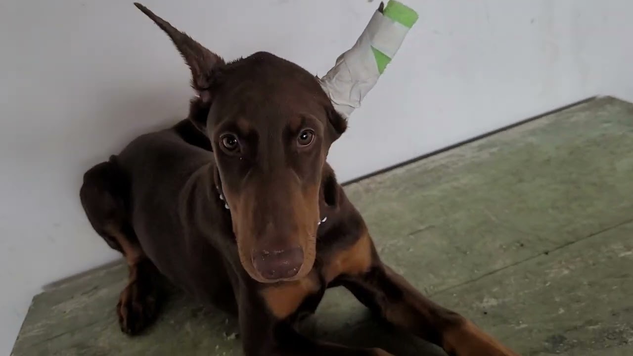 como fazer tala na orelha do doberman