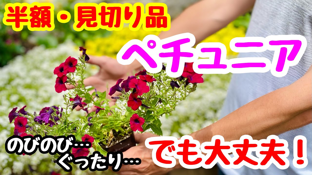 ■『半額・見切り品』ペチュニア🌱のびのび…ぐったり…を仕立て直す❣️