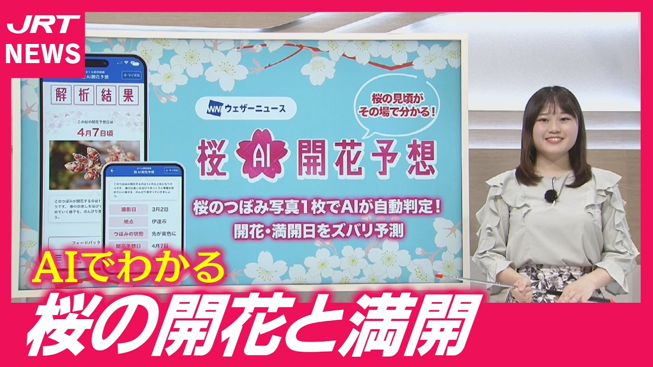【桜AI】つぼみ撮るだけ！お花見のベストタイミングが分かる