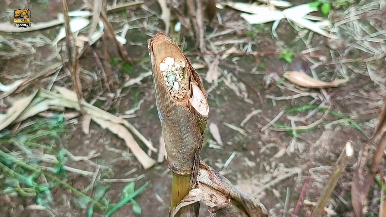 KANG PAIDI NGATOM PANEN JAGUNGNYA
