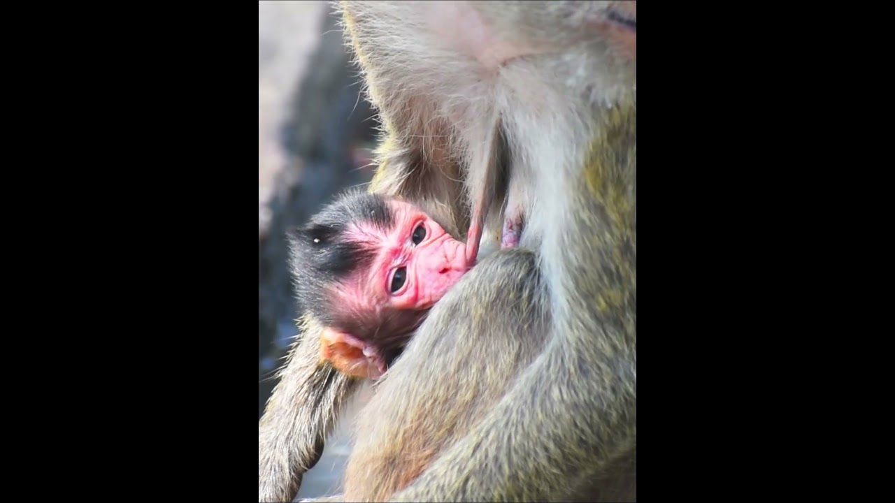 Wow! So Cute Just Newborn Baby Monkey