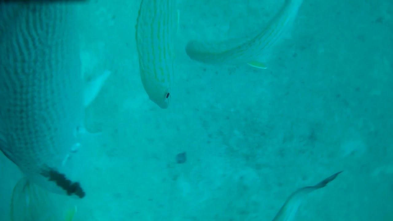 Spydro Bottom Fishing | raw video