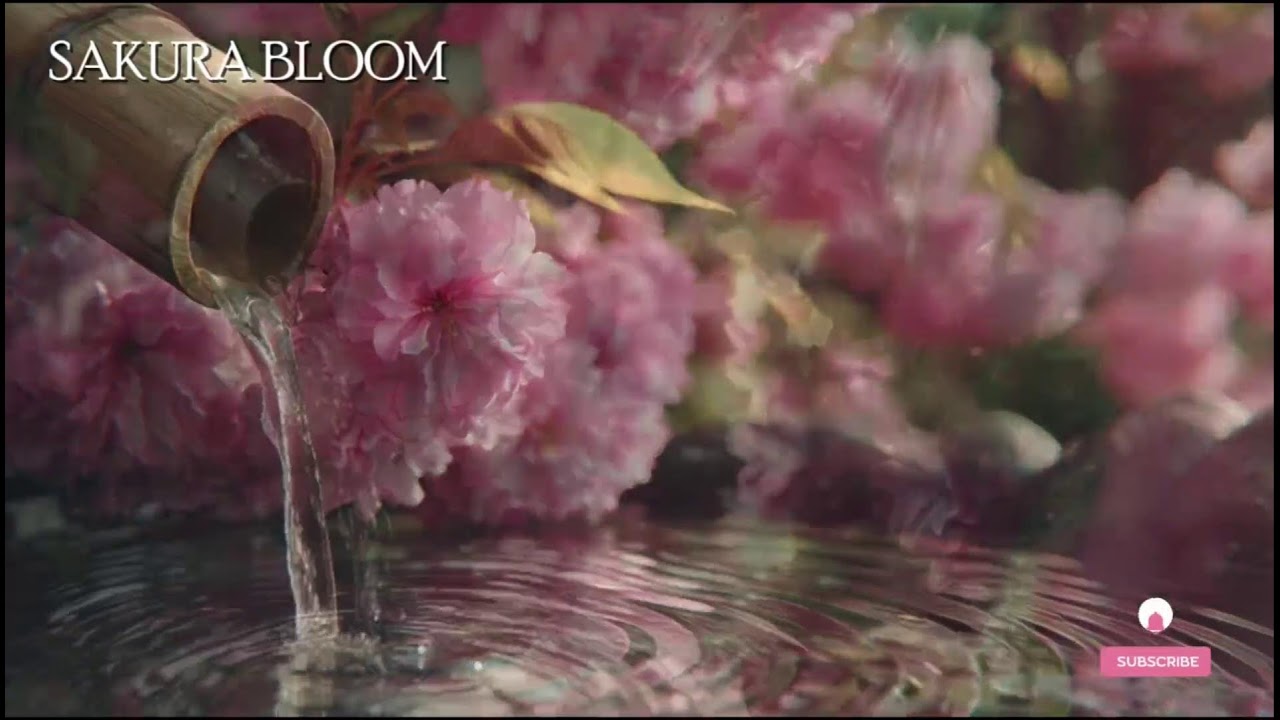 🔴 春のささやき – 桜と川のせせらぎ | 安らぎと睡眠の音楽
