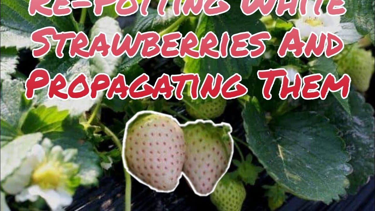 Re-Potting White Strawberry And Propagate Them,#gardening #strawberry #whitestrawberry #snowwhite