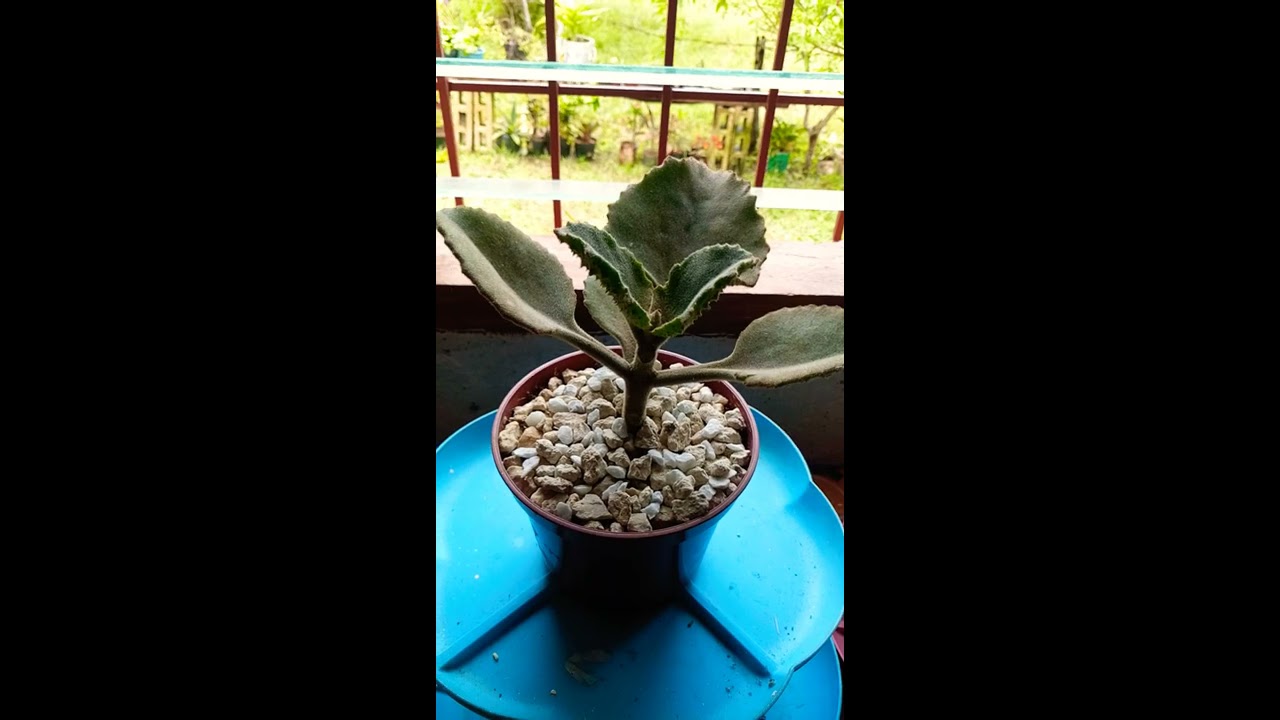 Easy way to multiply Kalanchoe beharensis 