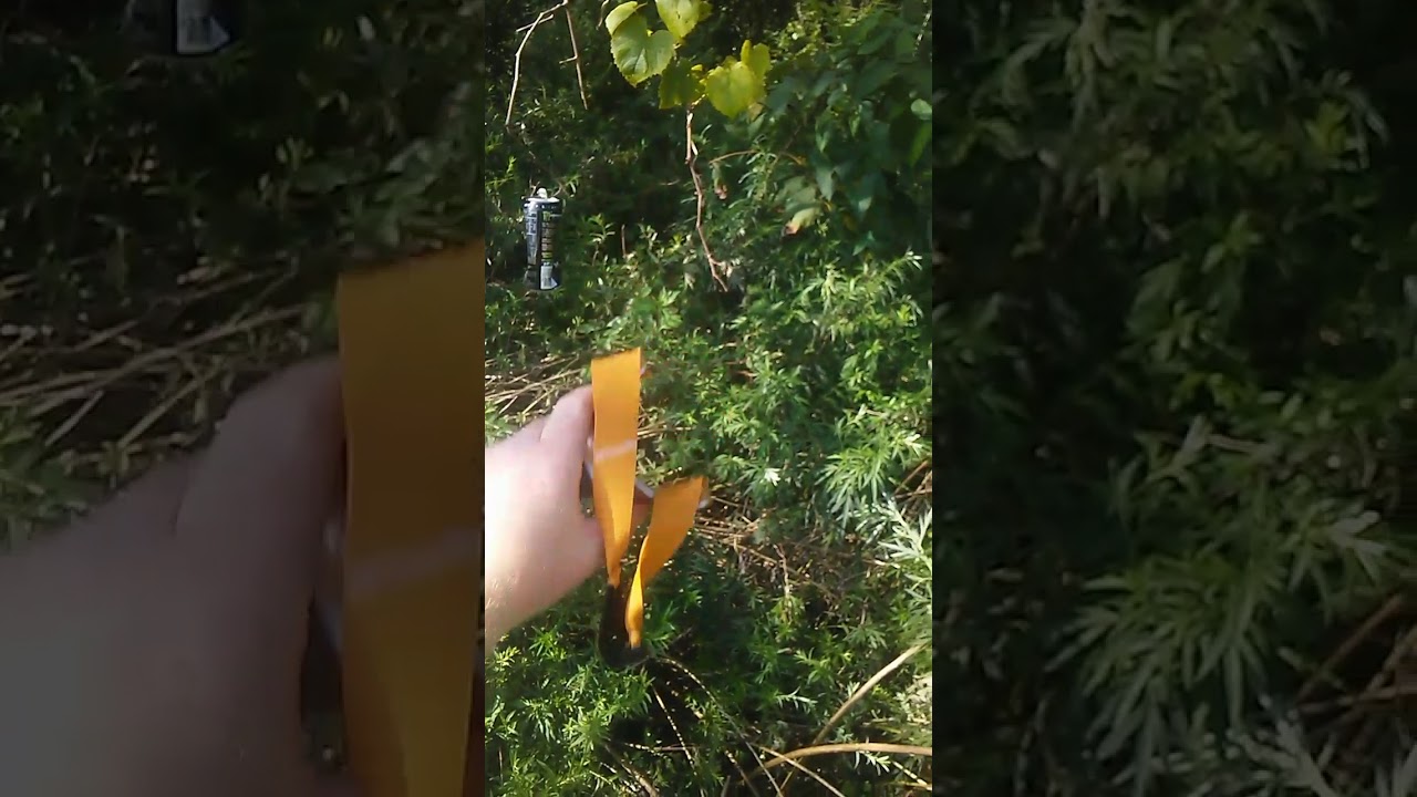 Shooting before work pocket poacher mega grip