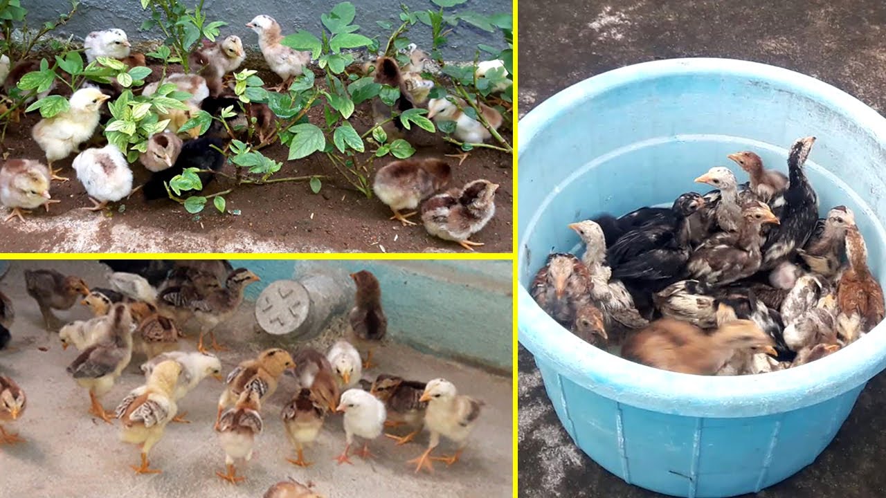 Chicken Growth Day 1 to 30th Day || Plymouth Rock