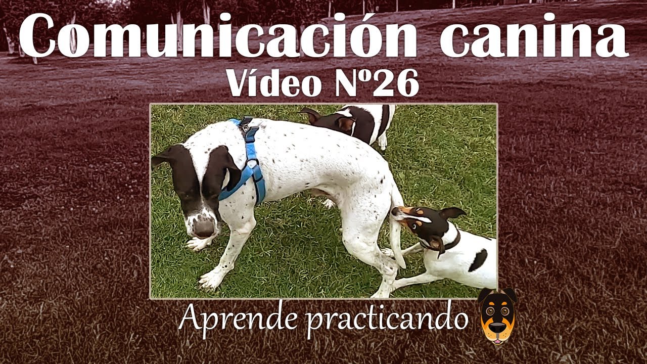 Saludo y juego. Pointer vs ratonero bodeguero andaluz - Comunicación canina (sin interpretar) Nº26