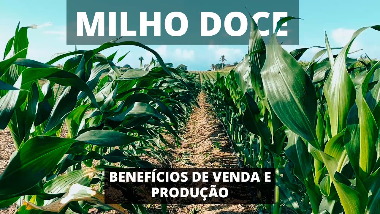 Conheça o MILHO DOCE - Valor Agregado, Manejo Fácil e Melhoria de Solo
