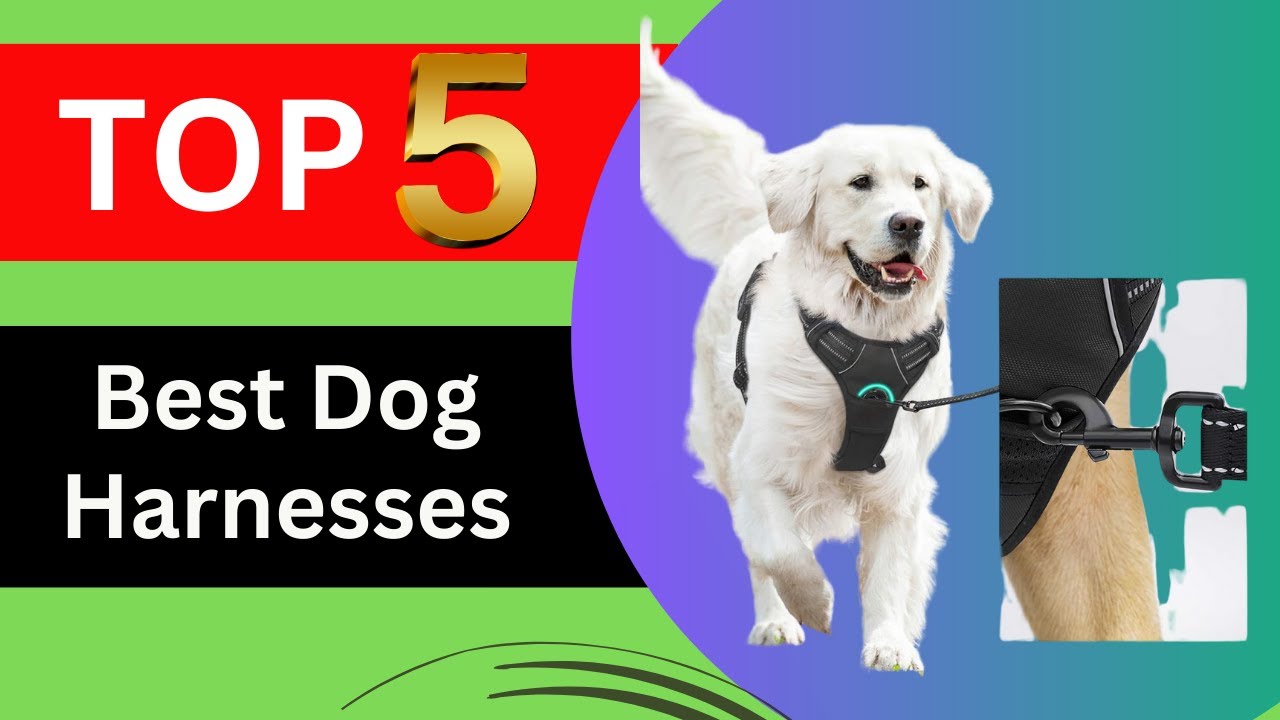 Top 5 Best Dog Harnesses of 2026