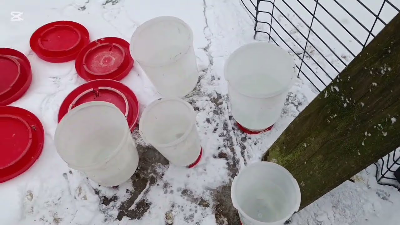 Mróz puszcza, sypie śnieg ... Wypuszczam kury. Szukam sponsora;)