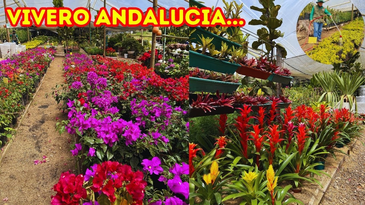 Volvimos a los viveros, mira este mercado de plantas, VIVERO ANDALUCÍA |AP