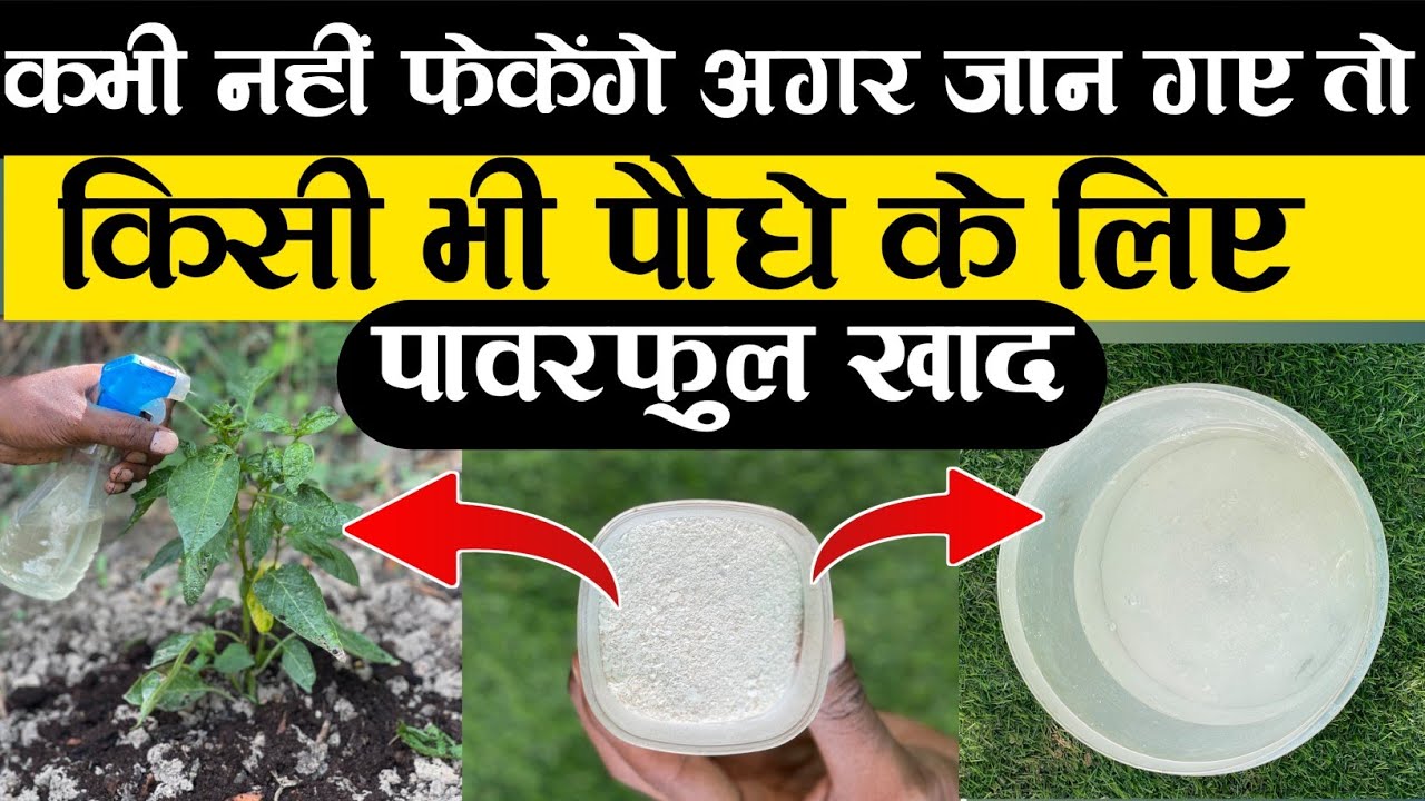 अगर जान गए तो कभी नहीं फेकेंगे इस पावरफुल खाद को | बागवानी में अंडे के छिलके को 4 तरह से प्रयोग करें