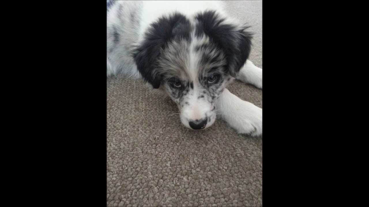 8 Week Old Border Collie Puppy Blue Merle. Alfie
