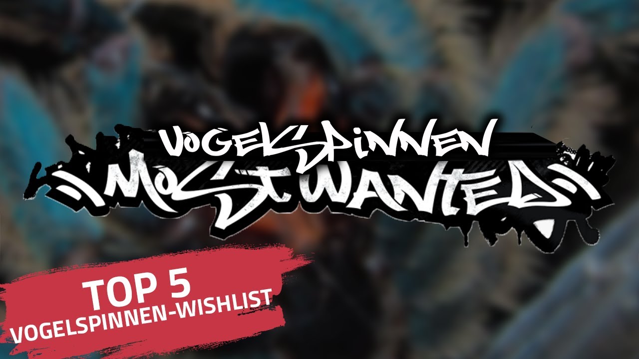 Meine Vogelspinnen Wishlist | TOP 5 