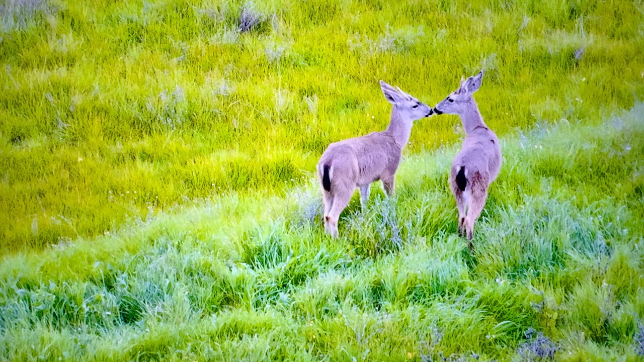 🕵🏻‍♂️🔬A FEBRUARY MONTH OF A 2026 YEAR, A NATURE FROM ABOVE, IN THE PLACER COUNTY, PART -1 ENJOY(:🕊️🤗