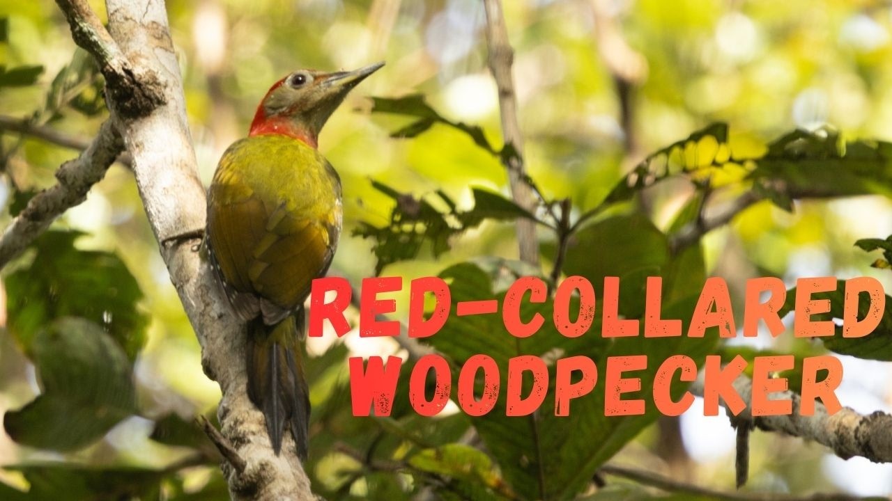 Red-collared Woodpecker: A Stunning Forest Drummer!