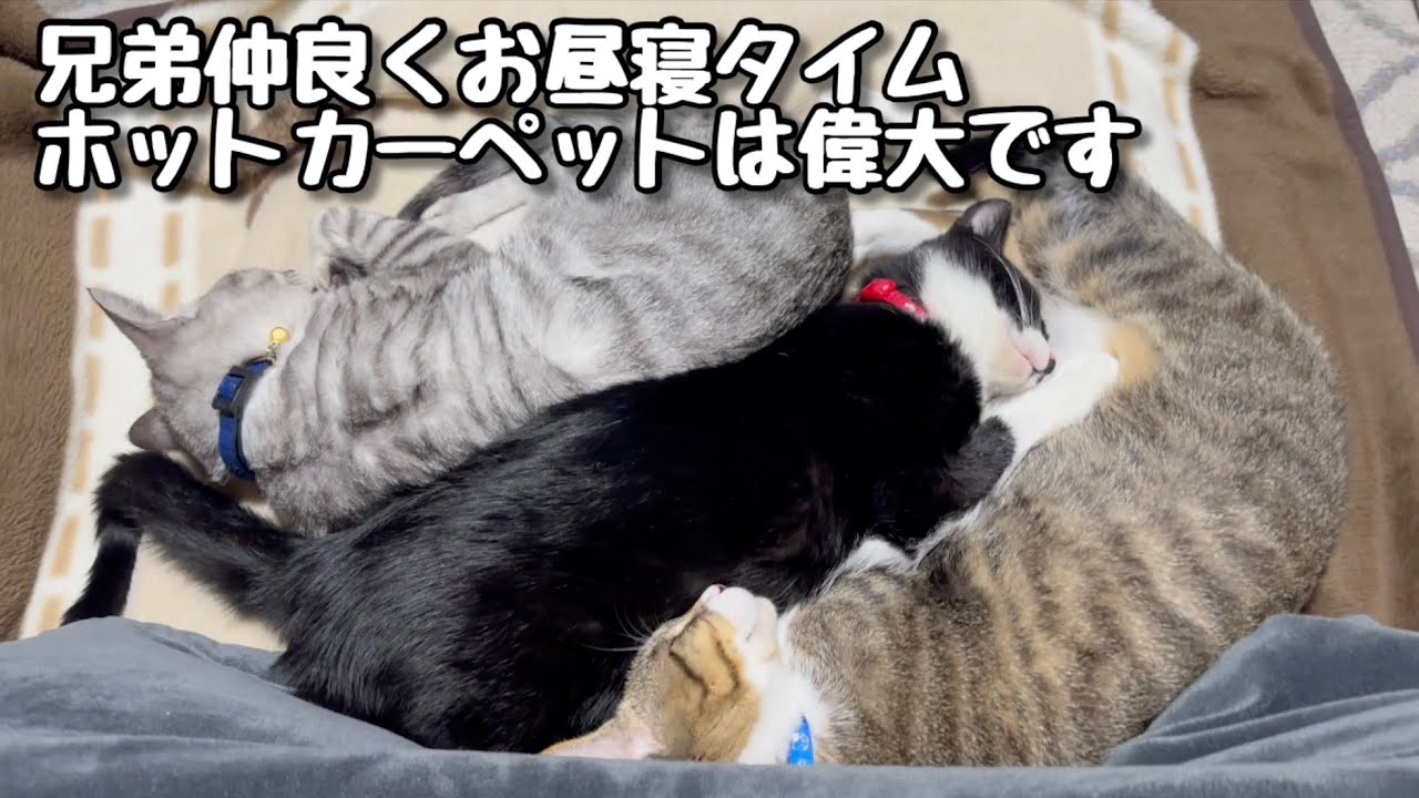 【保護猫３兄弟】兄弟仲良くお昼寝タイム！ホットカーペットは偉大です♪【こゆきチャンネル】#19