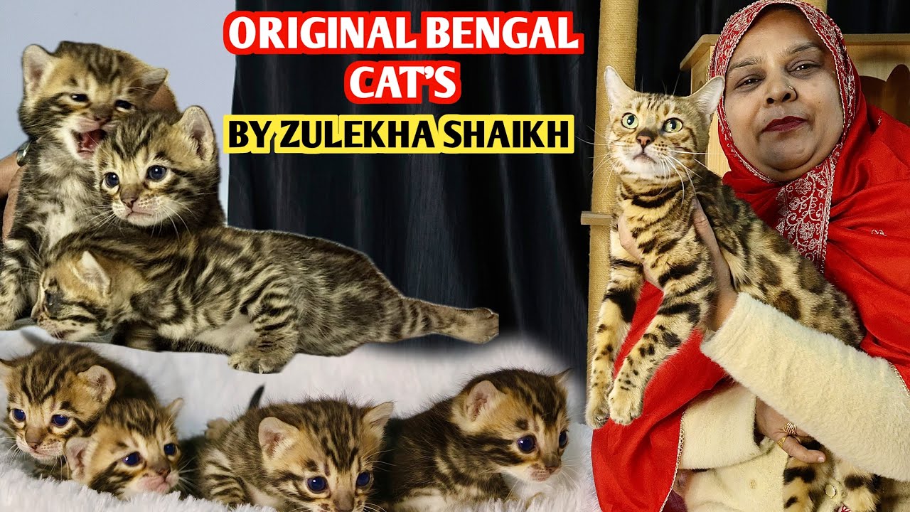 Original Bengal Cat Kittens Full Friendly with humans At Pearl Cattery By Zulekha Shaikh