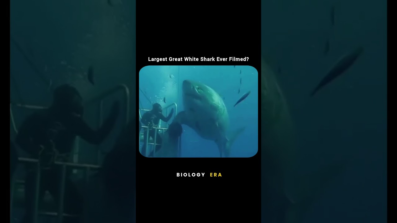 Largest Great White Shark Ever Filmed? 😱🦈 #shark