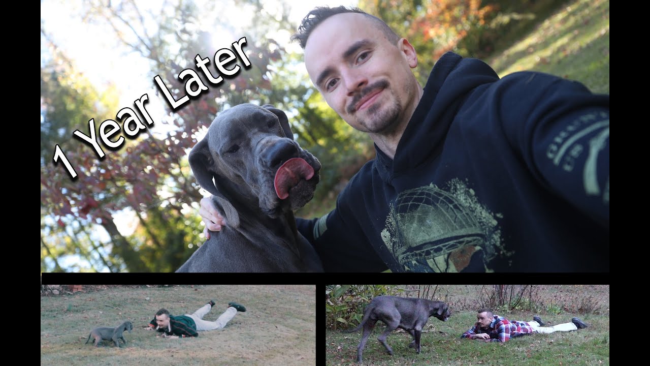 Buying a Great Dane - 1 Year Later