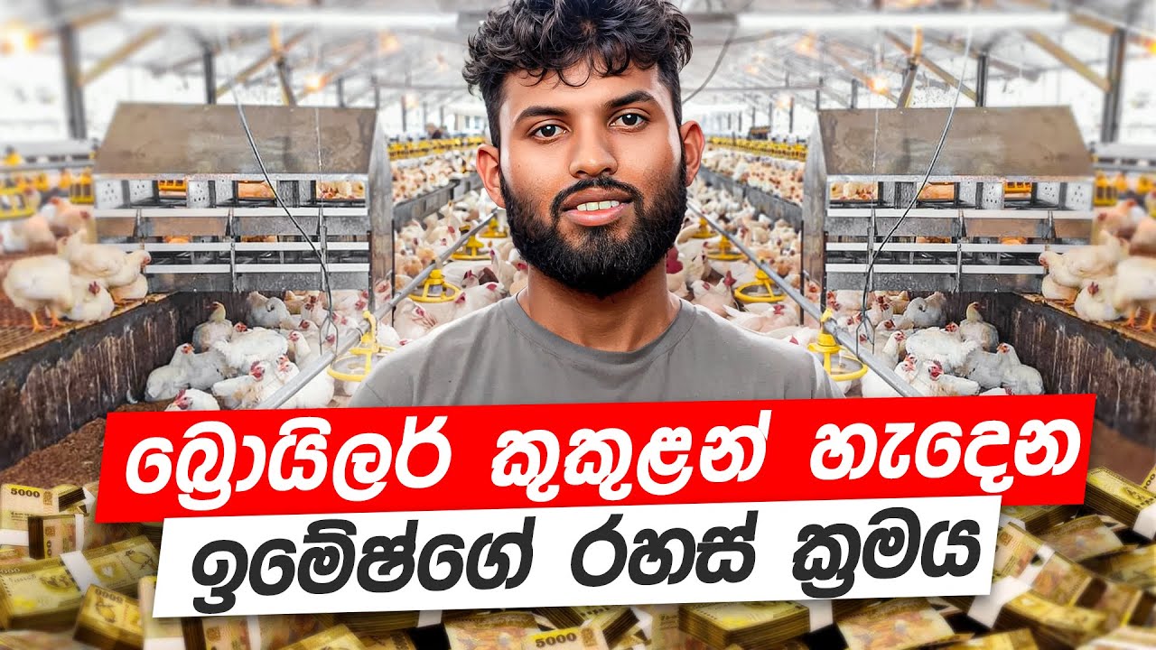 ලක්ෂ ගණන් ලාභ ගන්න කුකුලන් හදන්නේ  මෙහෙමයි | Broiler Chicken | Milmolac | Happy Farmer Ep 15