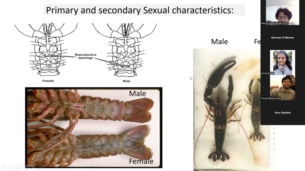Dr. Maria Cristina MORALES – Crustacean Farming in Chile: Principles and Production Methodologies