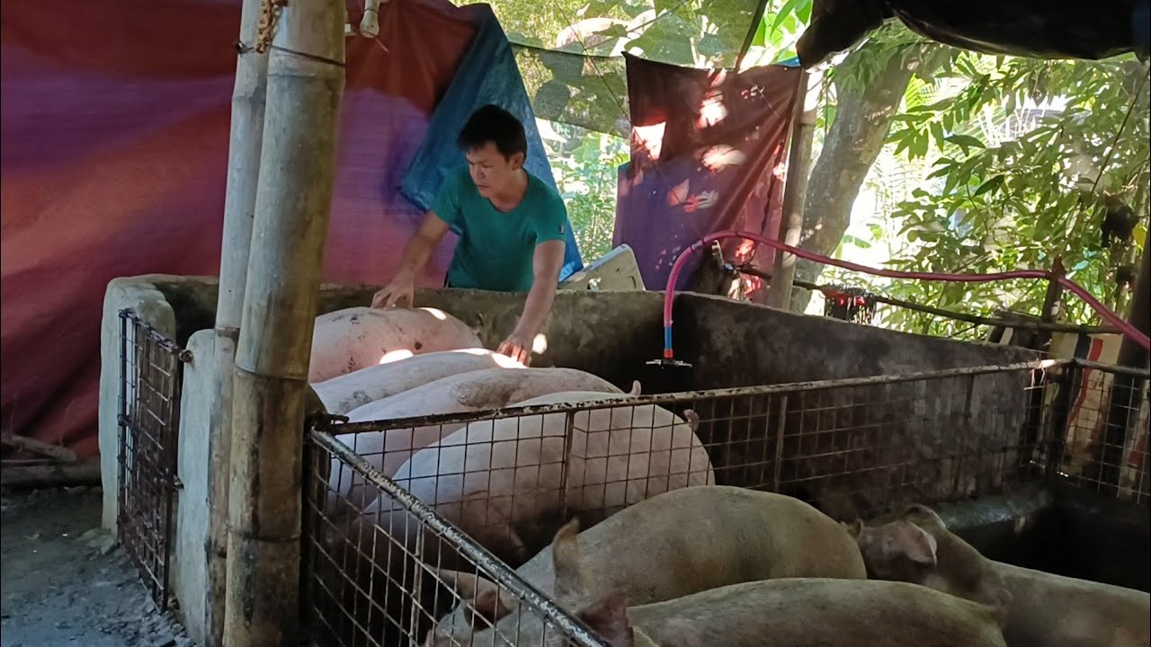 Pick up time sa isang dumalagang baboy