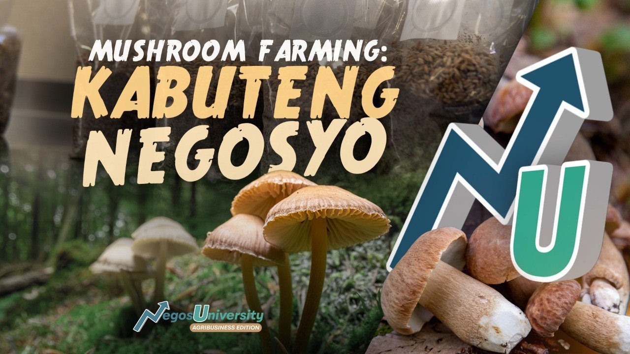 Mushroom Farming: KABUTENG NEGOSYO! | NegosUniversity Agribusiness Edition