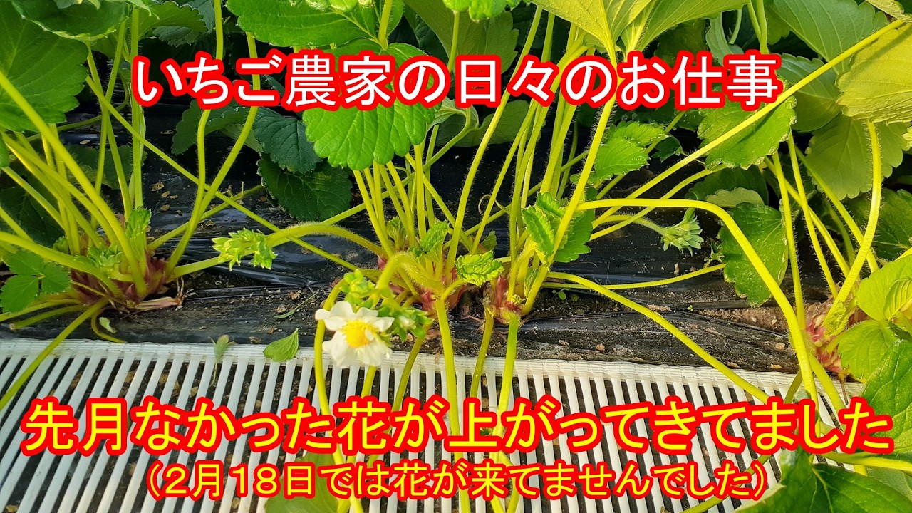 先月から花が上がって来てました（２月１８日では花が来てませんでした）　いちご農家の日々のお仕事　＃１４３７