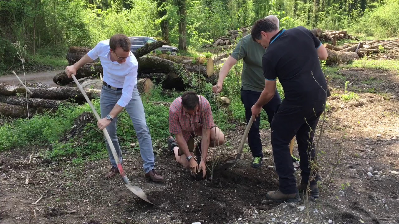 Pappeln f&uuml;r Vorarlbergs Auw&auml;lder