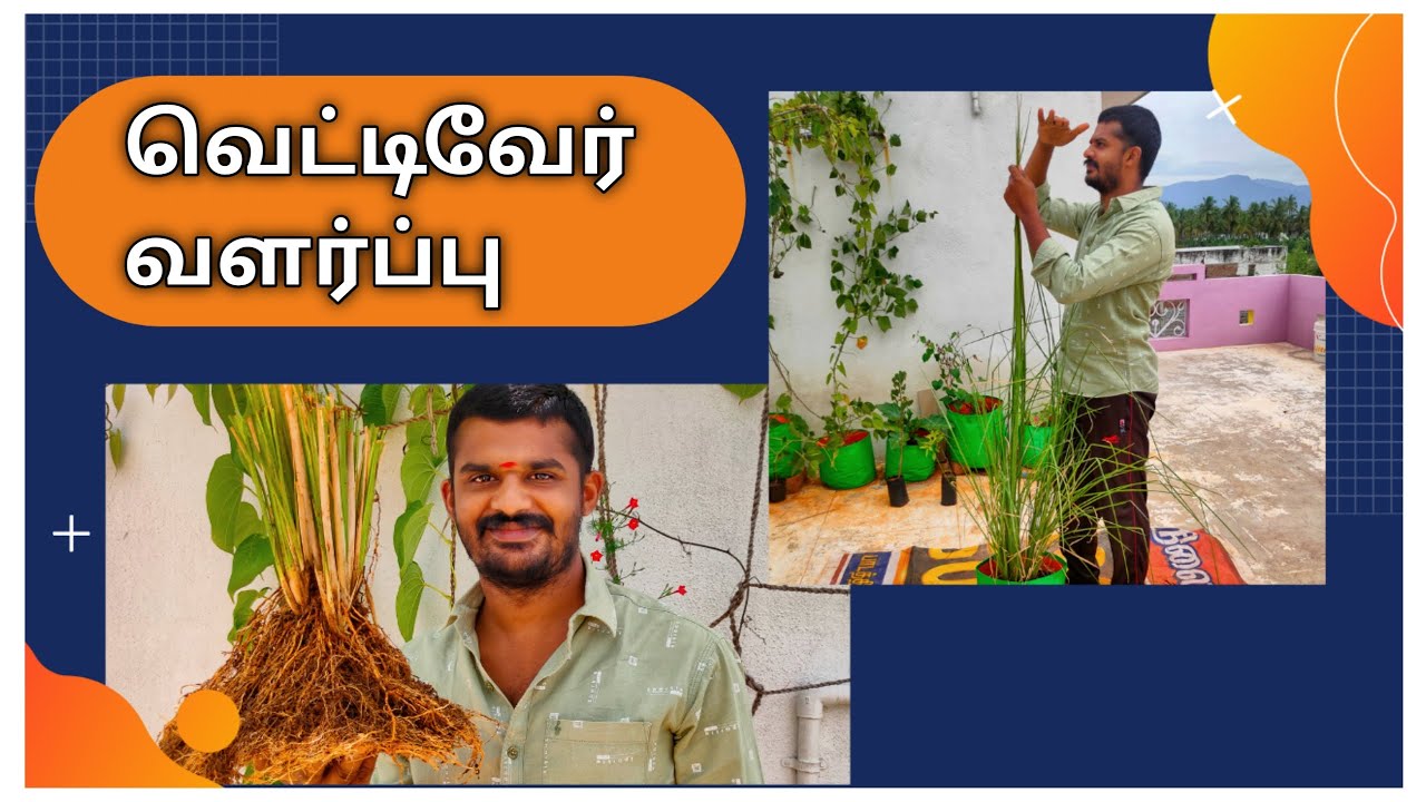 வெட்டிவேர் செடி வளர்ப்பது எப்படி? Vettiver Valarpathu Eppadi?