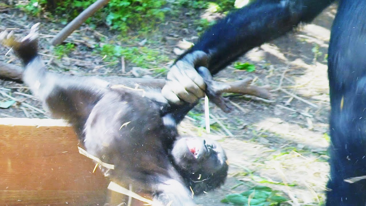 ゴリラのゲンタロウ、危険な略奪計画💗[Kyoto Zoo] Gorilla Gentaro, dangerous looting plan