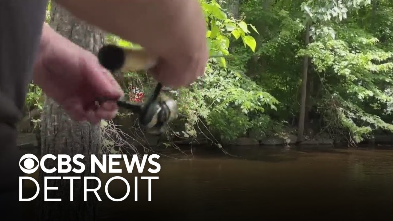 Wild caught fish found with forever chemicals, Michigan officials issue 