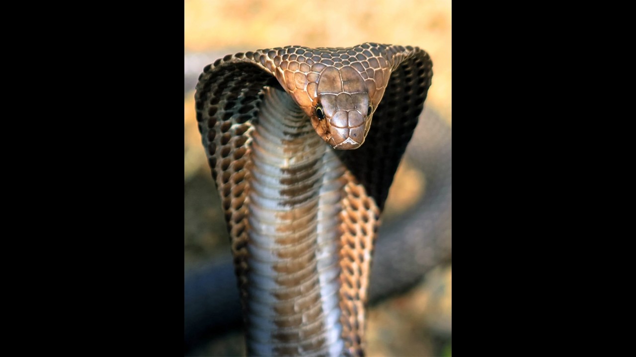 CONNAISSANCE GENERALE: LE SERPENT ET LES ANIMAUX VENIMEUX