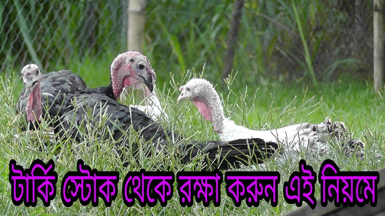 টার্কি স্টোক থেকে রক্ষা করুন এই নিয়মে | Protect the turkey stick in this rule |