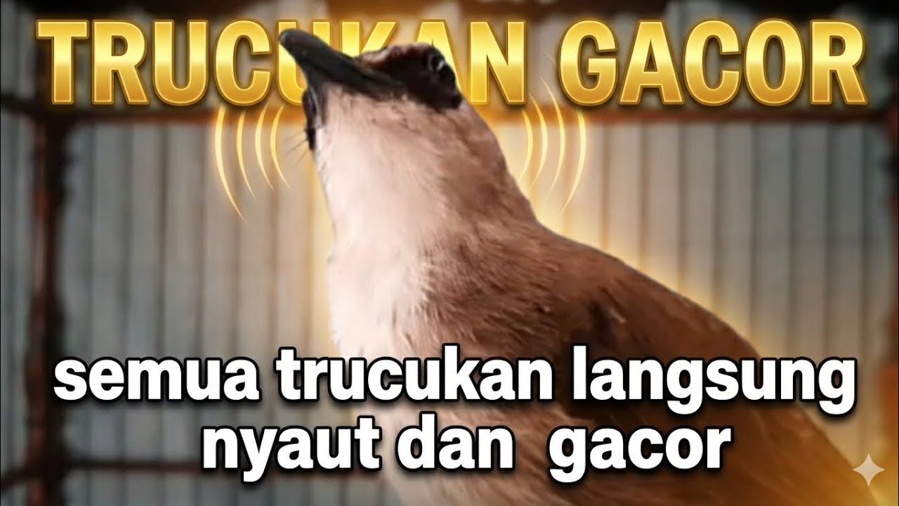 TRUCUKAN GACOR, trucukan ropel panjang jadikan trucukan macet bunyi jadi gacor