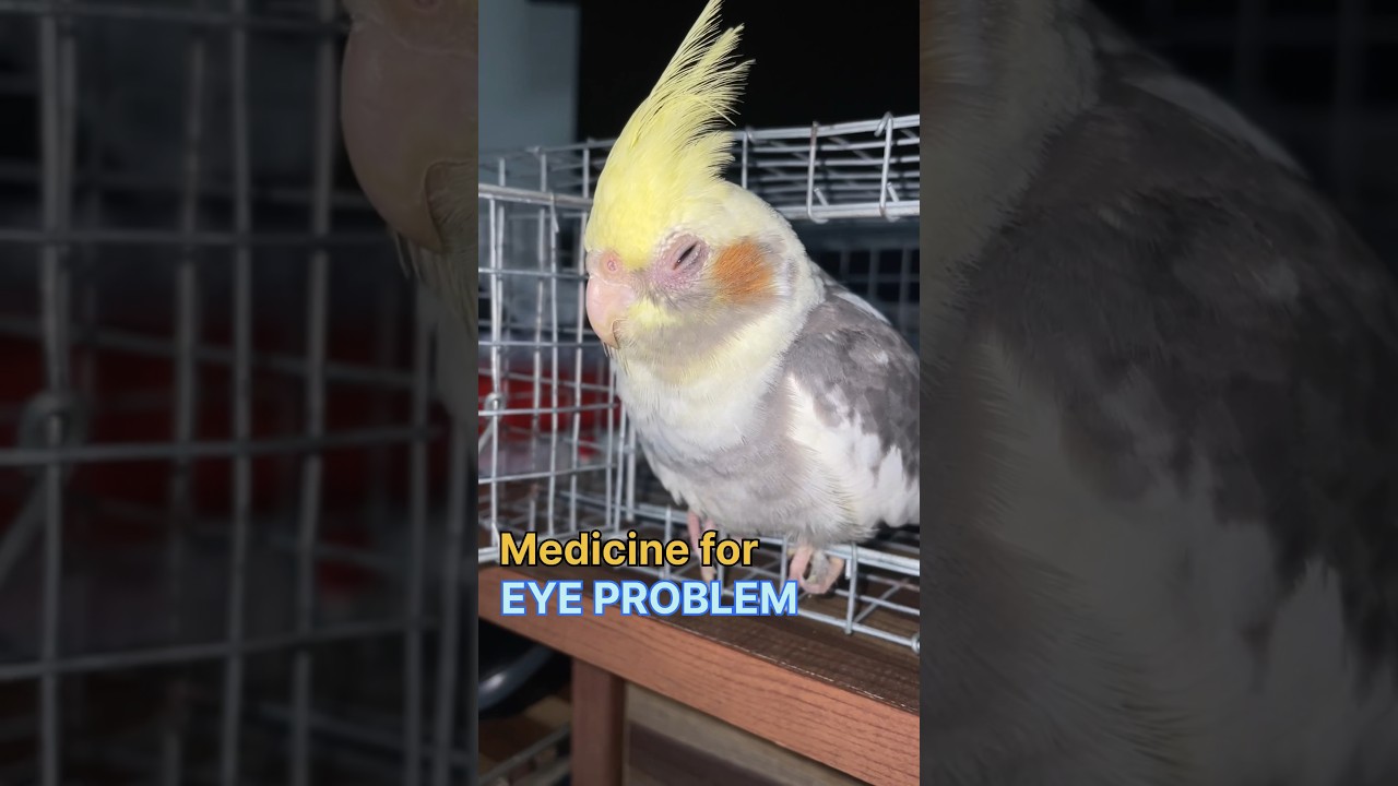 Cockatiel eye infection medicine treatment #viral #birds #cockatiel #shortsvideo #eyedrop