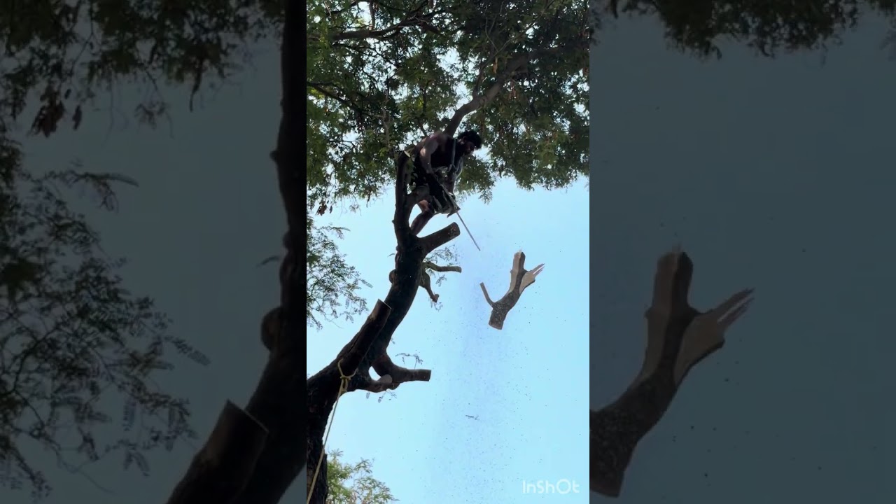 Tree#cutteraravind#toptrendingvodes#kanyakumari8248851253