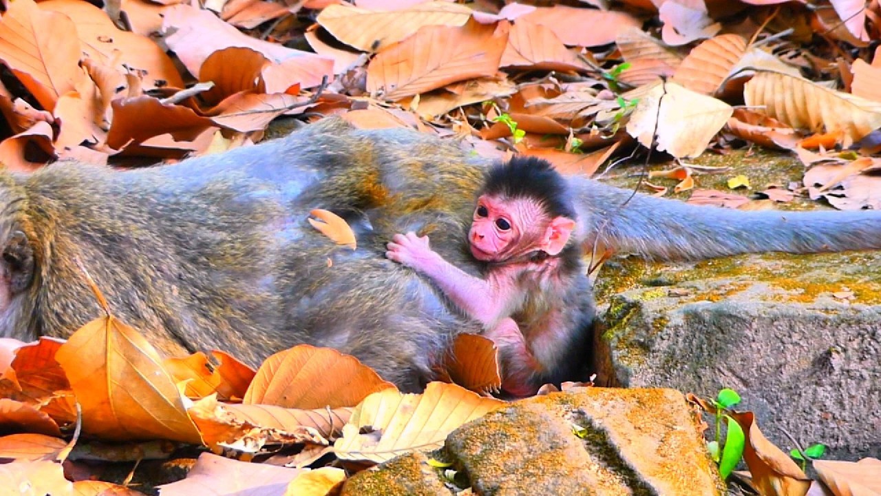 ...SO CUTE MONKEY...!