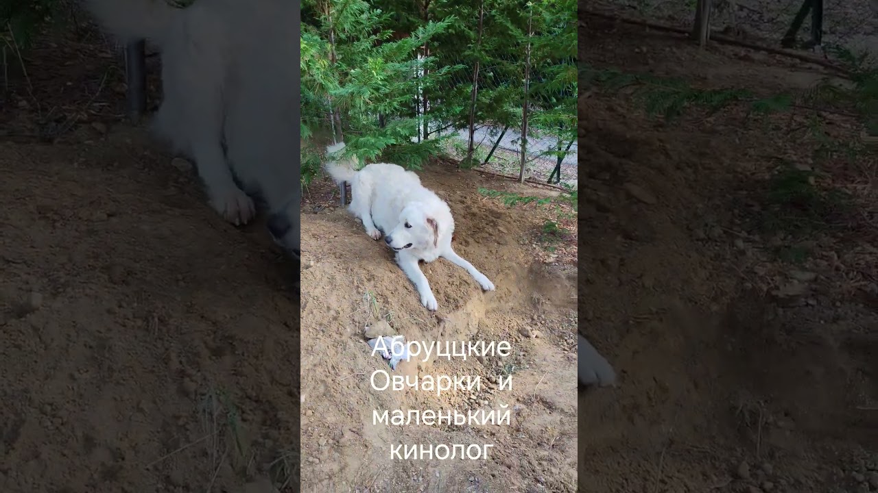 Абруццкие Овчарки и маленький кинолог 