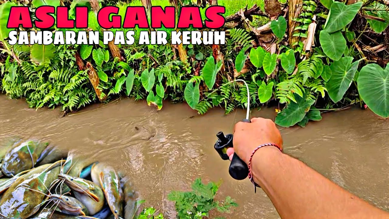 MICRO FISHING|| ASLI GANAS!!! SAMBARAN IKAN LELE LOKAL PAS AIR KERUH.