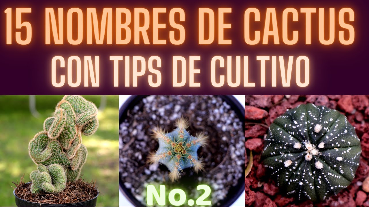 NOMBRES DE CACTUS No. 2 || HUERTO CITADINO