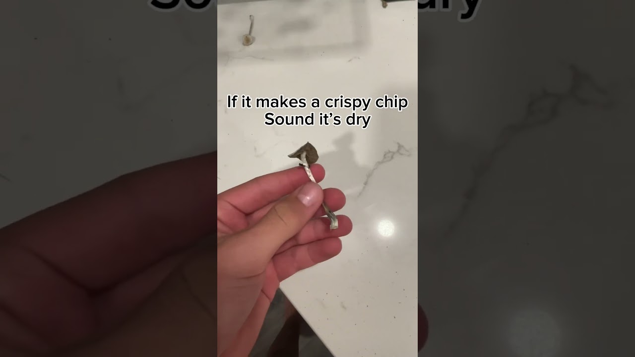 How To Tell When A Mushroom Is Done Drying #mushroom #tutorial #dried #information #magic