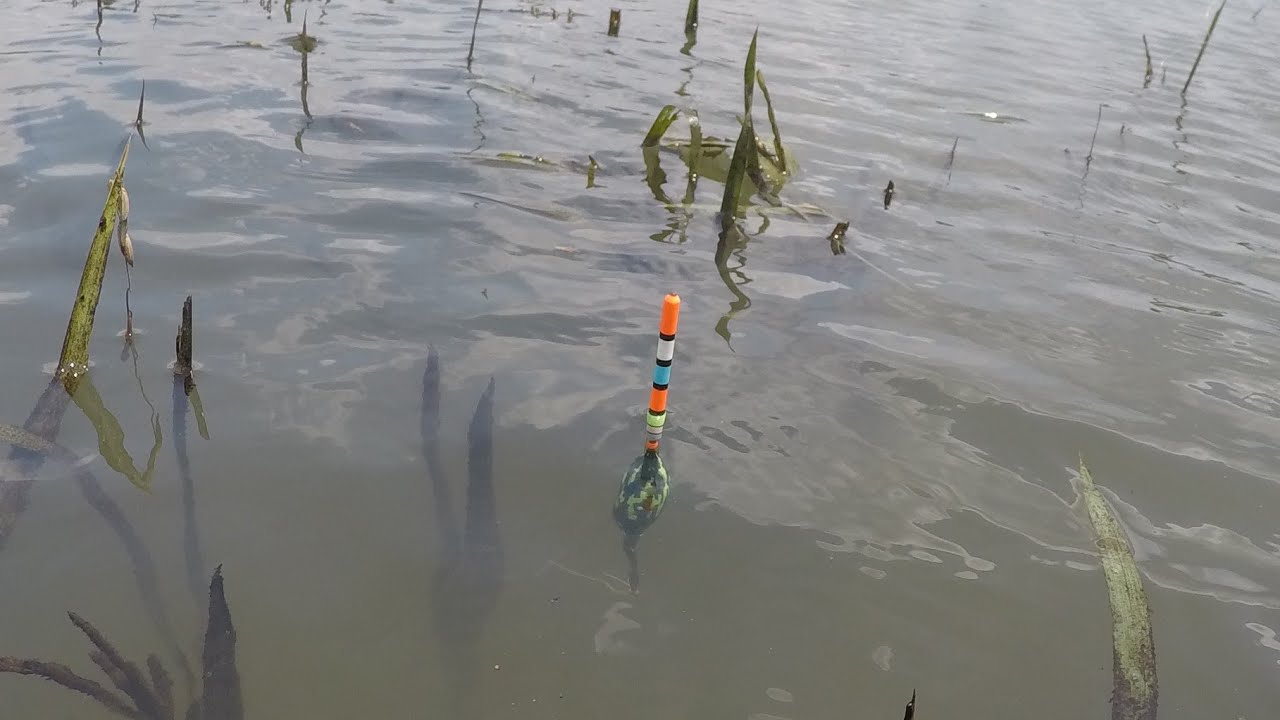 Mancing di bekas padi kelep yg sudah dipanen dapat banyak