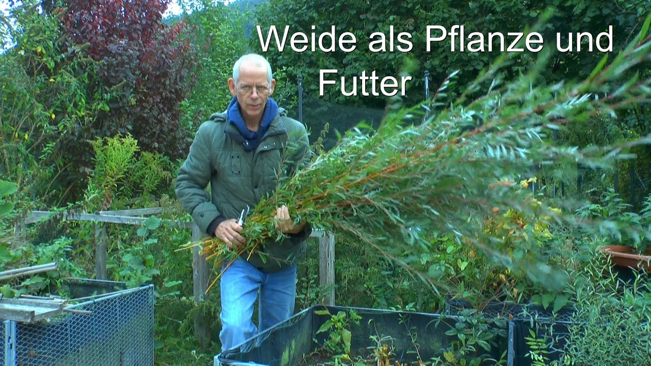 Die Weide als Pflanze und für Selbstversorger. Futter für die Tiere