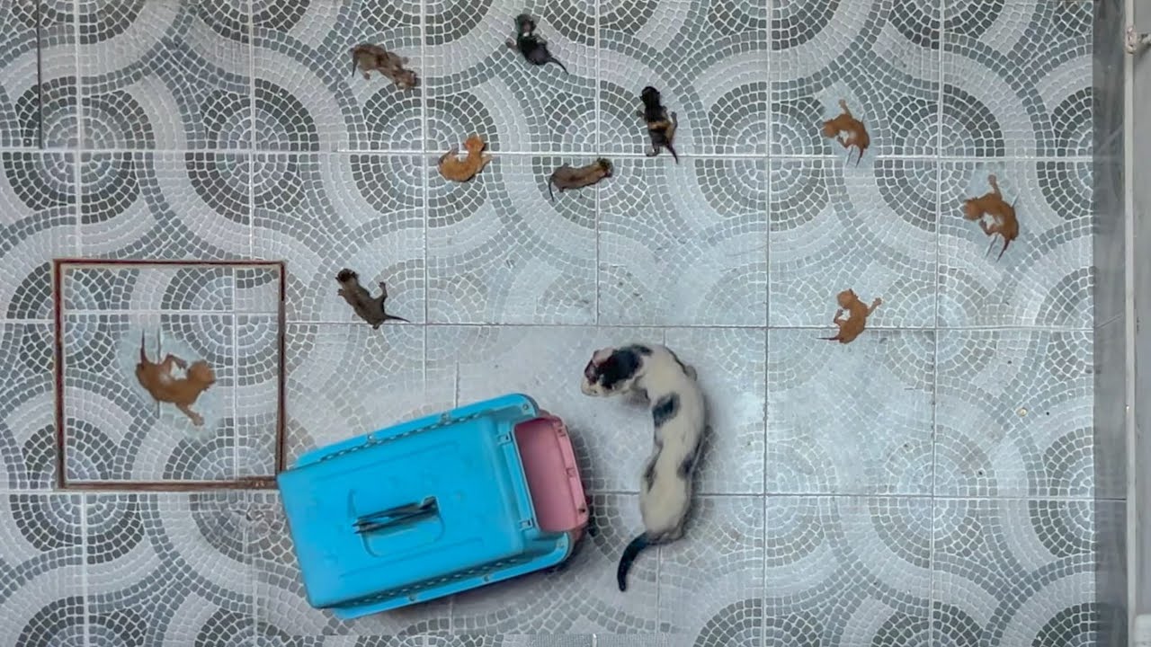 A man risks his life to save a cat from a 4th floor balcony.